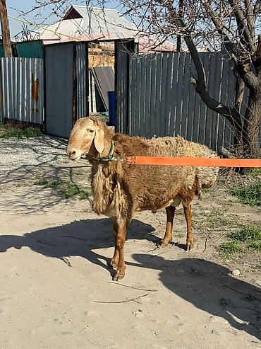 Баран, овца: Продаю | Баран (самец) | Арашан | Для разведения — 7