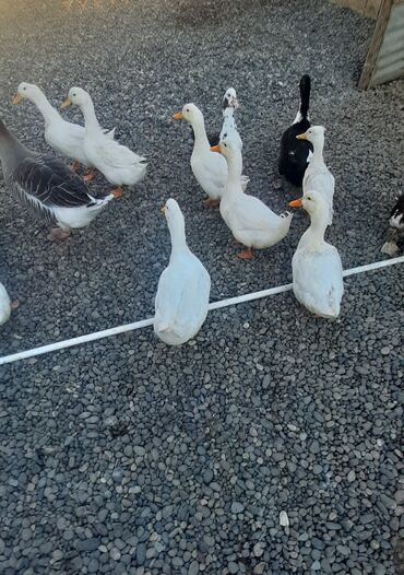 cuceye verilen adlar: Məhsul: ördək temizlemis ve butöv catdirlma pulsuz lalafo.az -da cuceye verilen adlar: Məhsul: ördək temizlemis ve butöv catdirlma pulsuz