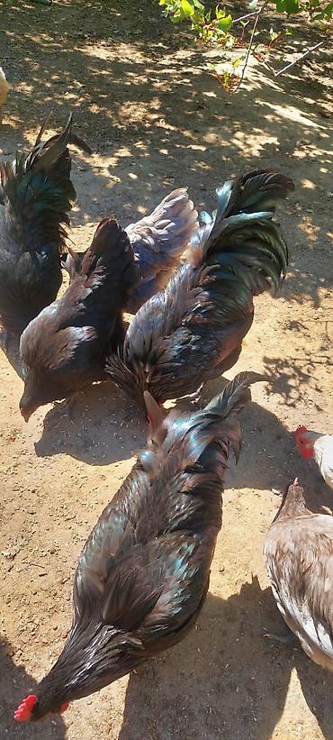 Toyuqlar: Toyuq, Australorp, Damazlıq — 5