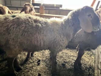 Бараны, овцы: Продаю | Баран (самец) | Эдильбаевская | Для разведения — 2