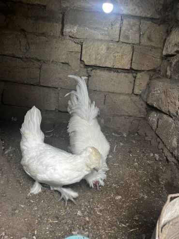 toyuq dami: Toyuq, Damazlıq, Ünvandan götürmə