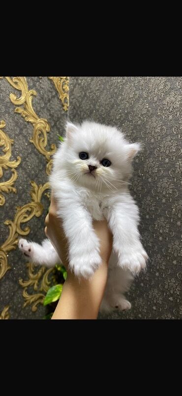 взять собаку из приюта в баку: Британская