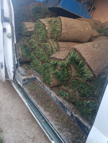 Ağaclar: BuQazon sivarisi
catrlmasi qurasdrmasi
en gozel qazon bizdedir — 7