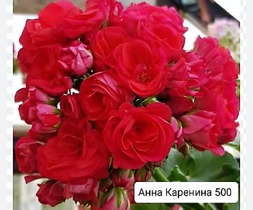 Герани и пеларгонии: Пеларгонии (герани) сортовые — детки в стаканчиках. Доступные сорта — 19