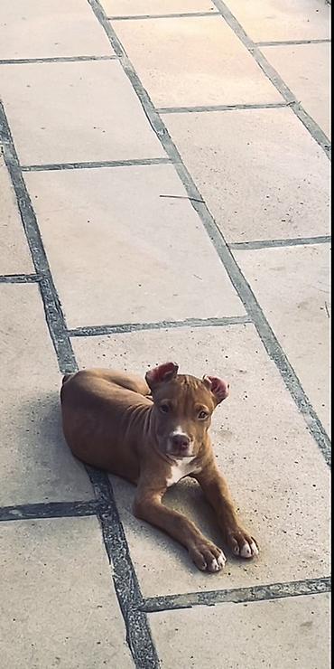 afkalka iti kim satır: Pitbul, 3 ay, Erkək, Ünvandan götürmə — 3