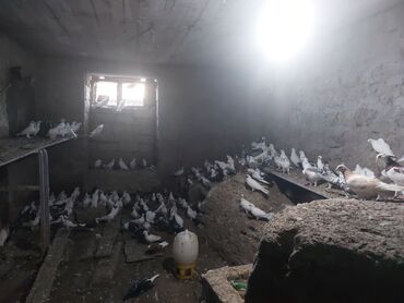 Göyərçinlər: Satlir goyercner 200 ze yaxin quwdu tutulmalarda var icnde isdiyen