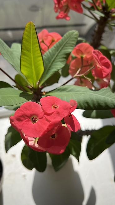 молочай миля: Молочай Милла (Euphorbia milii) в горшке - Компактный куст с — 5
