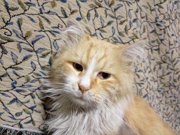 купить бельгийскую овчарку: Куплю рыжего мейнкуна для разведения.
ватсап 
г Ош