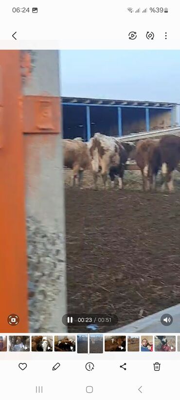 cins inekler azerbaycanda: Bogaz ve yani balali inekler var 1 2 3 4 cu qarin hal hazirda rusdadi