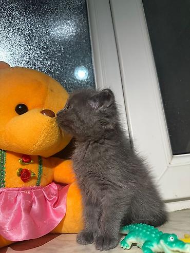 Pişiklər: Yaxşı əllərə -da lalafo.az — 8 Pişiklər: Yaxşı əllərə — 8