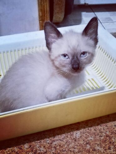 возьму породистого котенка в дар: Siam, Dişi