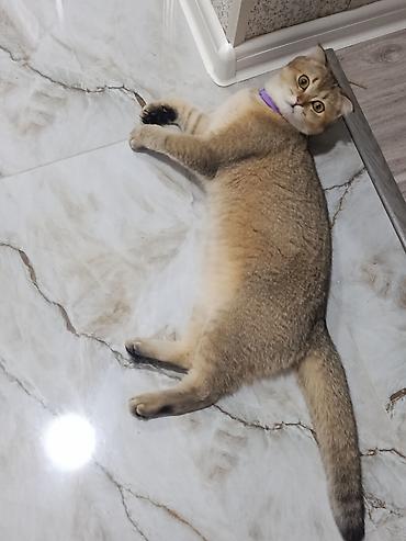 bengal cat: Qızıl şinşilla, Dişi — 6
