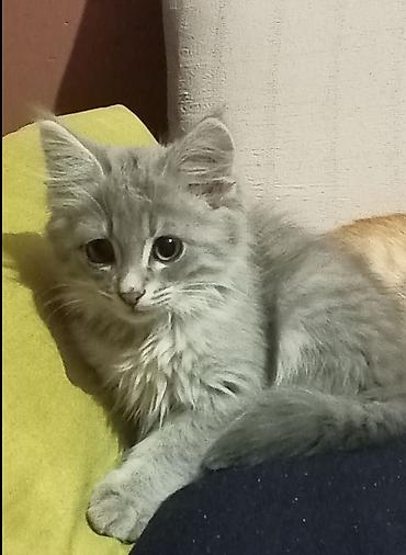 pişik cüt: Sibir, Erkək, Ünvandan götürmə — 1