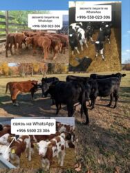 срочно продам корову: Сатам | Кунаажын, Музоо, Уй (ургаачы) | Союуга, Көбөйтүү үчүн, Бордоп семиртүү үчүн