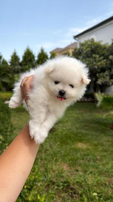 mini spitz: Şpitz, 1 ay, Dişi, Ödənişli çatdırılma — 3