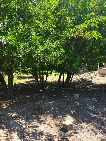 lenkeran torpaq satilir: 7 sot, Tikinti, Makler, Kupça (Çıxarış)