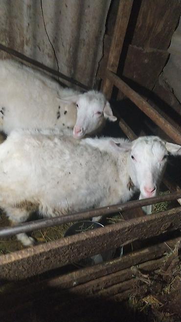 Козы, козлы: Продаю | Коза (самка) | Зааненская | Для разведения — 1