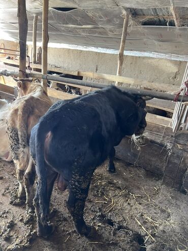 Коровы, быки: Продаю | Корова (самка) | Полукровка | На откорм | Привязанные — 11