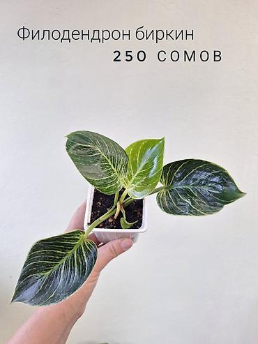 спринклер: 🌿 Комнатные растения/цветы (детки/молодые растения). 🪴 Названия и цены — 2