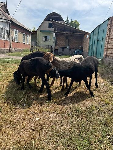 Баран, овца: Продаю | Ягненок | На забой at lalafo.kg — 6 Баран, овца: Продаю | Ягненок | На забой — 6