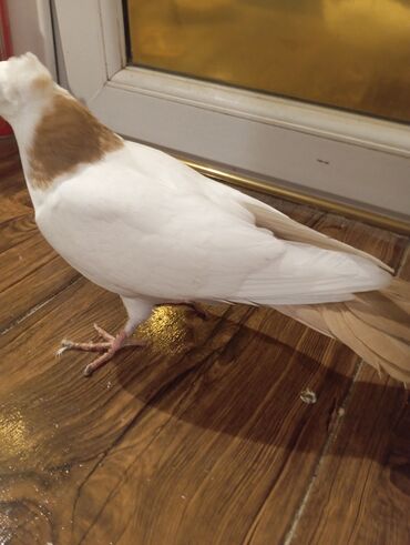 Göyərçinlər: Cins: göyərçini Rəng: Sarı boynuĝüllü desde kekilli boyun pecat — 9