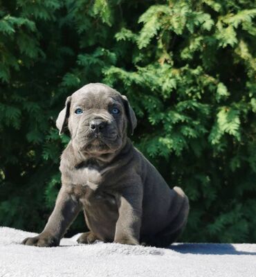 Psi: Ako tražite vernog člana porodice, obratite se nama i postanite — 8