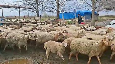 Qoyunlar, qoçlar: Satış: Qoyun sürüsü 0509813022 - Növ: Qoyun (ana qoyunlar üstünlük — 5