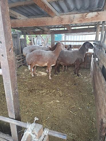 Продаю | Овца (самка) | Полукровка | На забой | Матка at lalafo.kg Продаю | Овца (самка) | Полукровка | На забой | Матка