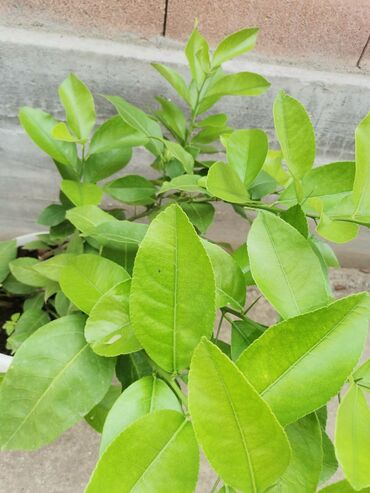 Limun: Stablo limuna, sa plodom, u cvetu. vise komada — 9