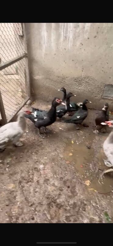 Ördəklər: Erkək, | Lal ördək, Ətlik — 14