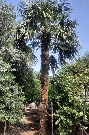 Ağaclar: Palma ağacı, 10 illik, hündürlüyü 6m
Alan adam özü çıxaracaq