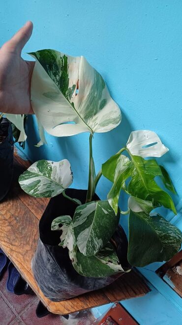 Digər bitkilər: Monstera albo
