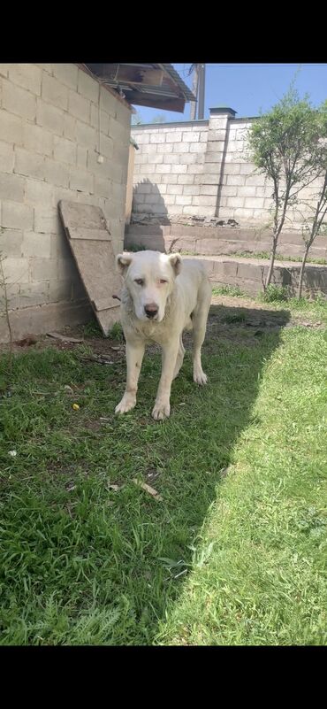 Собаки: Алабай 1 год и 1 месяц кабель прямой сын чемпиона с Таджикистана