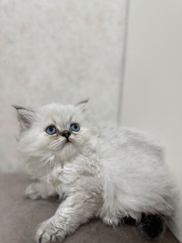 Pişiklər: Britan yastı qulaq, Erkək, Dişi, Yaxşı əllərə, Ünvandan götürmə, Pulsuz çatdırılma, Ödənişli çatdırılma — 15