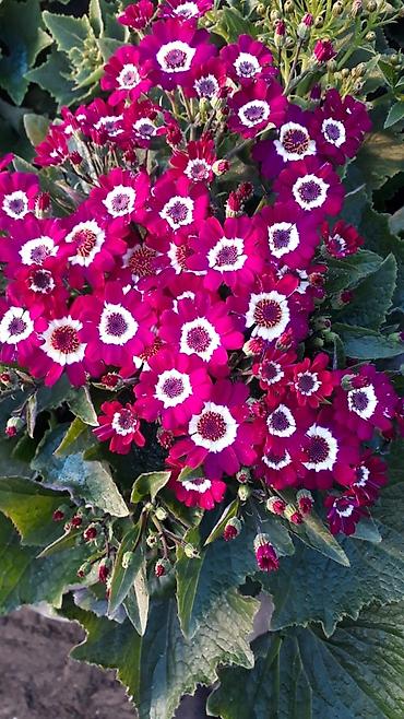 Otaq bitkiləri: 🌹Senaria gülü topdan ve perakende satışı. 💳SAY çox olsa endirim — 7