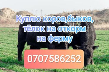 Куплю с/х животных: Куплю | Лошади, кони, Коровы, быки | На откорм, Круглосуточно, На забой, на мясо