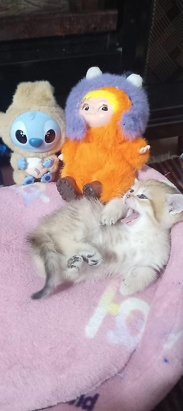 Pişiklər: Britan, Yaxşı əllərə — 42