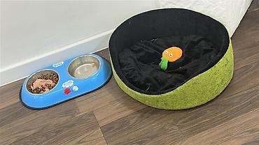 pomeranian: Şpitz, 3 ay, Erkək, Peyvəndli, Ünvandan götürmə, Pulsuz çatdırılma, Ödənişli çatdırılma — 4