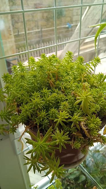 Otaq bitkiləri: Традесканция и др — 22