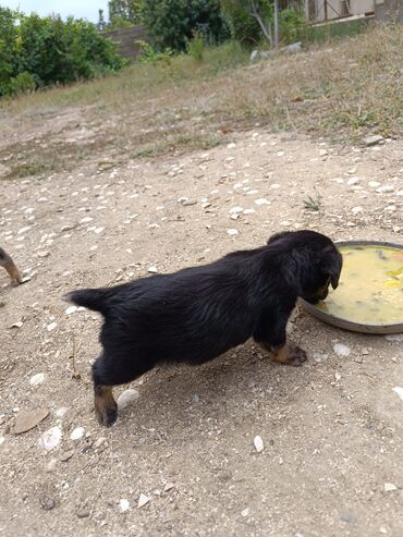 doberman itləri: Zvonok, 2 ay, Erkek, Ünvandan götürmə