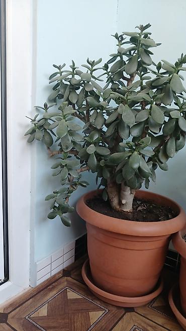 sakura ağacı: Məhsul: Otaq sukulentləri – Pul ağacı (Crassula ovata) və Aloe (Aloe — 1