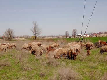 Продаю | Овца (самка) | Гиссарская, Полукровка, Арашан | Для разведения | Котные, Матка