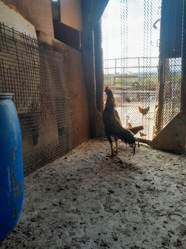 Xoruzlar: Məhsul: Xoruz (yerli döyüş/əsilzadı tipli) Təsvir: - Uzun bədənli — 2