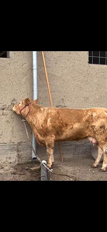 Inəklər, öküzlər: Satlıq heyvan – inək ilə buzov dəsti - Növ: inək və yanında erkək — 10