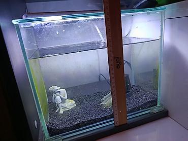 Dördbucaq akvarium, Boş, 2 l, Ödənişli çatdırılma lalafo.az -da Dördbucaq akvarium, Boş, 2 l, Ödənişli çatdırılma