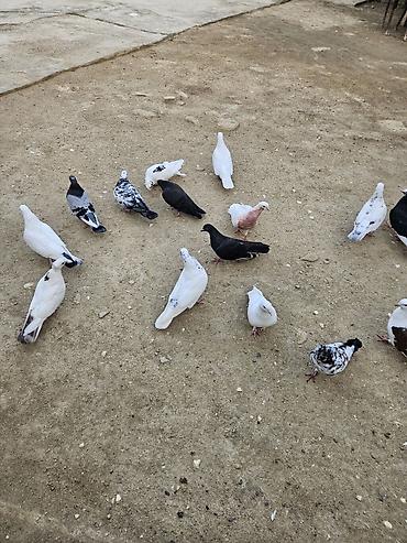 heyvan bazari baki: 16 eded göyerçin hopdum 5 manatdan satilir uçuşlari oynamaqlari var — 1