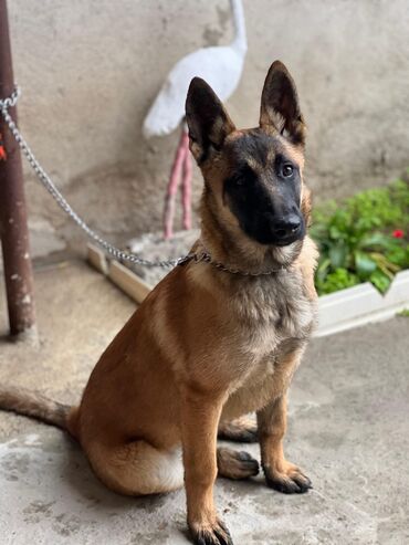 coban iti balasi: Belçika çoban iti, 6 ay, Dişi, Peyvəndli, Pulsuz çatdırılma