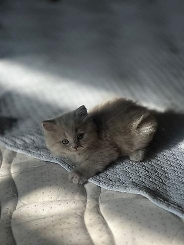 Pişiklər: Britan — 2