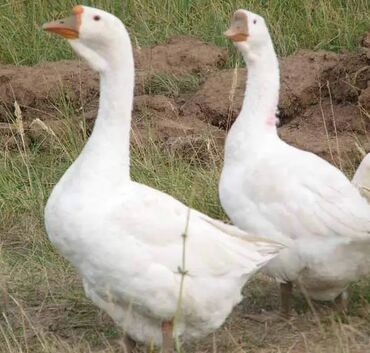 kənd təsərrüfatı heyvanları: Erkək, | Linda, Ətlik, Ünvandan götürmə