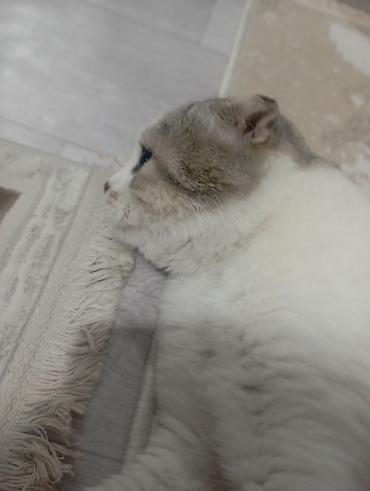 цена шотландского вислоухого кота: Скотиш Фолд (Шотландская вислоухая), 1 год, Мальчик, Биколор, С прививками — 1